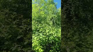 greenbrownblue