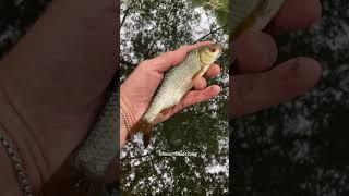 Roach from a small woodland pond