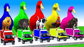 5 Giant Duck Cartoon, Cow, Mammoth, Elephant, Lion, Paint Wild Animals Crossing Fountain Animation