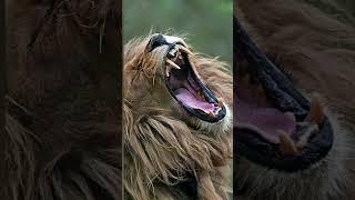 Lion habitat #savannah #safari #music