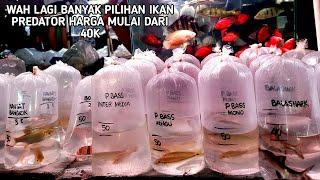 REVIEW HARGA IKAN PREDATOR DAN TANKMATE DI PASAR IKAN HIAS JATINAGARA JAKARTA TIMUR