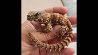 Amazing Armadillo Lizard #shorts #trending #viral #lizard