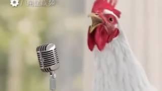 Год петуха.
