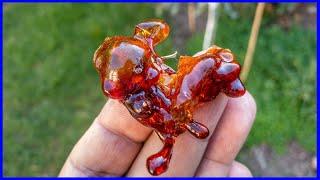 Tree Sap is Edible & Benefits (Tree Gum)