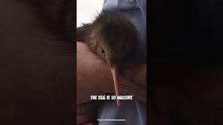 Kiwi Bird Egg