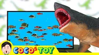 There are fish and megalodon alive in my house｜great white sharks, whales, sea animals｜CoCosToy