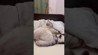 Сколько живут котики