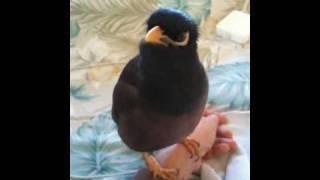 Morning Talk with my Mynah "Kaleo"