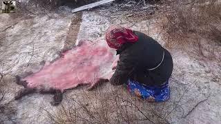 Оленеводство на крайнем Севере / Reindeer herders of Yamalo-Nenets AO