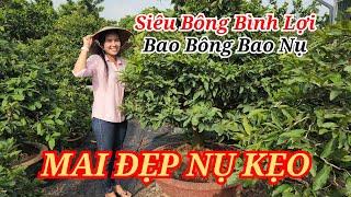  ĐIỆP 0968282738 MAI SIÊU BÔNG BÌNH LỢI CHƠI TẾT BAO BÔNG BAO NỤ NÊN CHỌN  24/11/2024 | Bến Tre Ơi