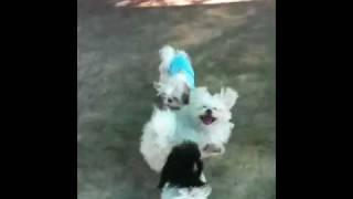 Ménage -a-Puppy, Roxi, Brutus and Snoopy  .MOV