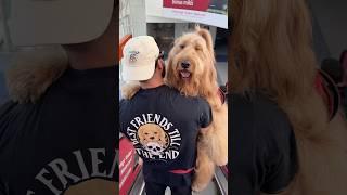 Giant dog afraid of escalator conquers his fear! #dogdad #goldendoodle #bigdog