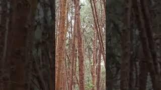 #hillstation # Kodaikanal #din badlenge hamare #bollywood #song #sarita sinha