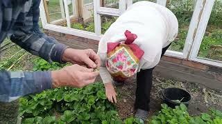 Папа нашёл драгоценность.Обрываем цвет Виктории.Всходы картошки замерзли.Домик для бройлеров готов.