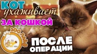 Кот ухаживает за кошкой после операции. Стерилизация кошки. Уход за кошкой после операции.