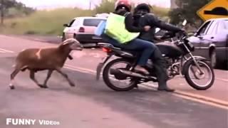 Awesome kick knockout   Awesome kick by Dangerous cow bakra eid 2015