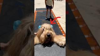 My dog attempts to conquer the K9 SUPER WALL! #goldendoodle #dogdad #dogjump