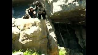 Chimp Domestic Violence - Chimp Beaten Up & Pushed Off Cliff