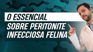 O essencial sobre peritonite infecciosa felina