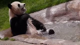 Panda - Funny, Cute, Fails, Stupid. Compilation - (2020)