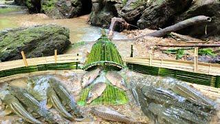 Full video of ancient fish traps, Ana was lucky to catch a lot of big fish in natural streams.