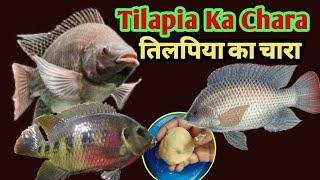 Tilapia Machli Ka Chara || तिलपिया का चारा || Tilapia Fish Hook Bait ||R95fishing