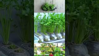 Easy coriander cultivation at home /YouTube shorts/reels videos