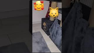 Машка Машуня #АдияиЖания #shorts #кошки #animals