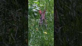 Lepre americana #animals #wildnature #nature #mountains #lepre #adventure