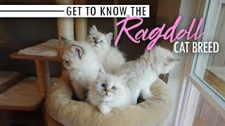 Get to Know the Ragdoll Cat Breed