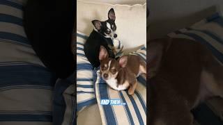 My pets are named after ..dog #trending #cutedog #chihuahua #shortsvideo #puppy #ytshorts #shorts