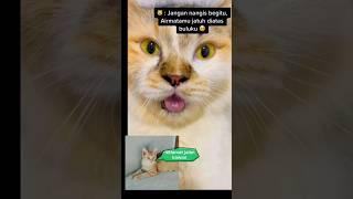 detik detik kucing meninggal #catvideos #short