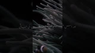 #lifewithquran #quran #tilwatquran #quranonlyurdutranslation #qurantranslationinurdu #youtubeshorts