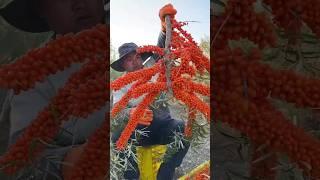 Fresh Sea Buckthorn Cutting Skill "Sea Buckthorn Fruit" Sea Buckthorn Puree #freshfruits