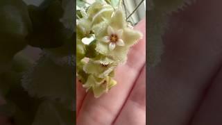 Hoya Serpens Finally Bloomed For Me #shorts #plants