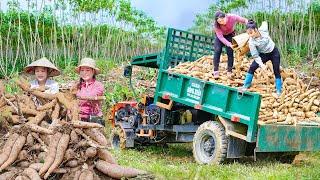 Harvesting Cassava Roots With Ngan, Using Trucks To Transport Cassava Tubers To Sell To Villagers