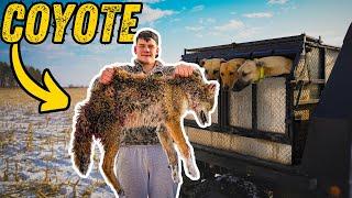 Our Dogs TOOK ON 5 Coyotes! Coyote Hunting With Greyhounds