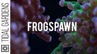 Frogspawn Coral Care Tips