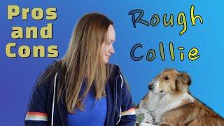 Rough Collie Pros and Cons - Family Perspective