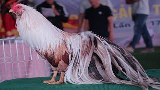 Top 10 Best Beautiful Rooster Chickens In Chicken Show - Rare Rooster Show Compilation 2020