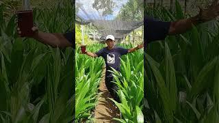 VIRAL ‼️ BIBIT SAWIT JENIS TEMBA #sawit #bibitsawitunggul #kebunsawit #news #shots