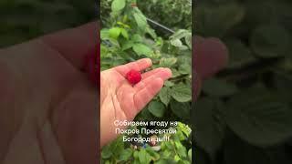 Сбор ягоды малины и ежевики 14 октября! Ягода примеального качества!!!