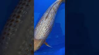 This Solid Color Koi is Amazing