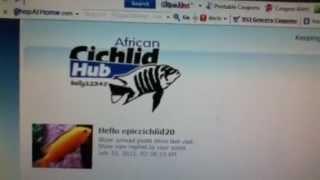 African Cichlid Hub Forum