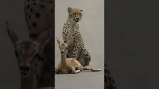 A young cheetah makes its first kill #shorts /#wildlife