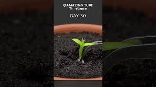 Growing Dragon Fruit Cactus - Time Lapse