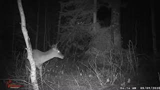 Trail Cam Footage Of Bigfoot Hunting Deer