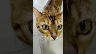 Когда все дома #bengalcat