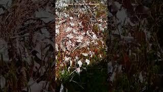 Красивая болотная ящерица | Мир вокруг нас