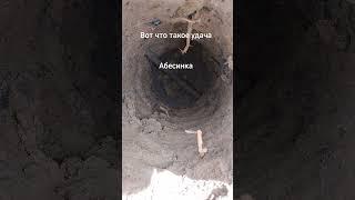 Абиссинка удачная